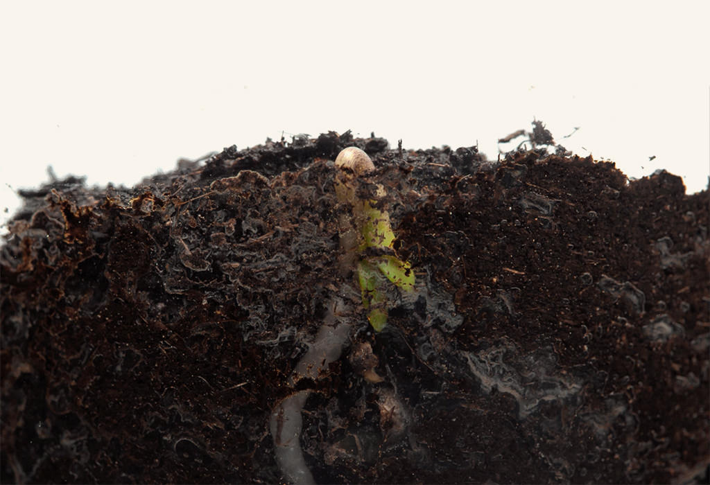 Calyx Naturals