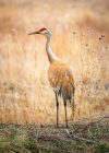 dave-hoefler-MUZn-5sC-eY-unsplash