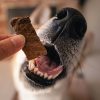 dogfluence-com-ENqs0WEM3nY-unsplash